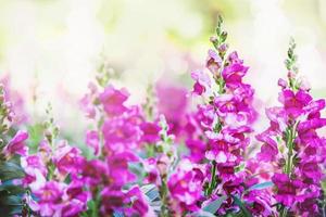 sfondo natura fiore antirrhinum. fiori rosa. sfocatura dello sfondo foto