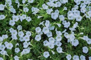 primo piano fiori di petunie bianche foto