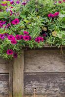 staccionata in legno con fiori foto