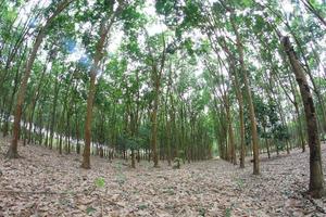 para giardino dell'albero della gomma nel sud della thailandia foto