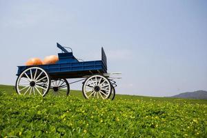 carro pieno di zucche in fattoria foto