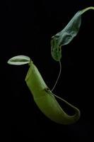 tazze di scimmia - nepenthes sp. foto