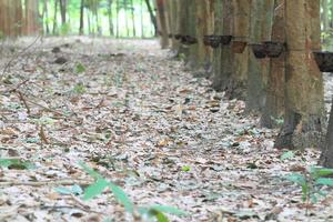 para giardino dell'albero della gomma nel sud della thailandia foto