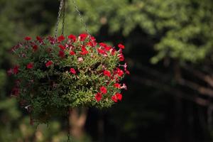 cesto di fiori appeso foto