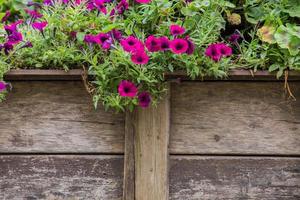 staccionata in legno con fiori foto