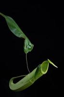 tazze di scimmia - nepenthes sp. foto