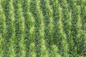 crescere del campo di grano verde. foto