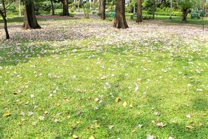 percorso attraverso un bellissimo parco pubblico foto