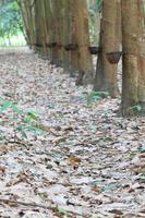 para giardino dell'albero della gomma nel sud della thailandia foto