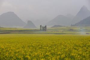 campo di fiori di colza giallo con la nebbia a luoping, cina foto