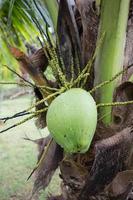 noce di cocco verde all'albero foto