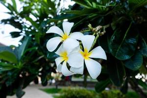 plumeria fiori bianchi e gialli con foglie foto