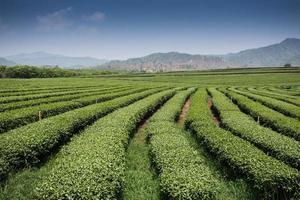 paesaggio della piantagione di tè foto