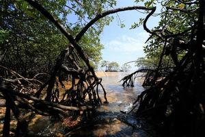 foresta di mangrovie nel luogo tropicale foto