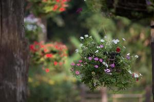 cesto di fiori appeso foto