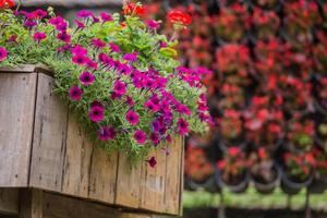 staccionata in legno con fiori foto