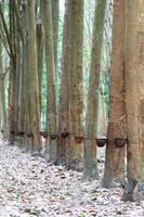 para giardino dell'albero della gomma nel sud della thailandia foto