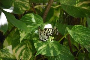 bella farfalla bianca della ninfa dell'albero con le ali aperte foto