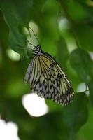 splendida farfalla bianca della ninfa dell'albero su una foglia verde foto
