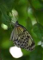 fantastico sguardo ravvicinato a una farfalla di carta di riso foto