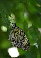 splendida farfalla bianca e nera della ninfa degli alberi foto