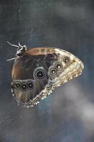 sole che splende sulle ali di una farfalla barbagianni su uno schermo foto