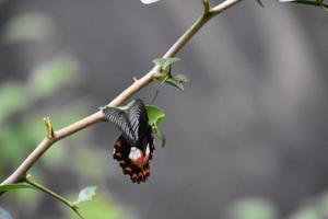 farfalla a coda di rondine alata rossa e nera volante foto