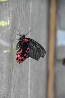farfalla rossa e nera aggrappata a uno schermo foto