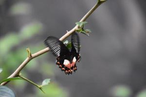 farfalla alata rossa e nera in un giardino foto