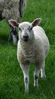 campo in erba con un giovane agnello dal viso bianco e macchie nere foto