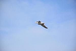 adorabile gabbiano in volo sull'oceano in una giornata di primavera foto