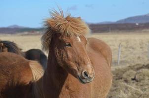 profilo di un cavallo islandese di castagno foto