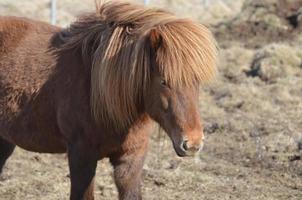 splendido cavallo islandese di castagno foto