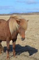 criniera soffiata dal vento su un cavallo islandese foto