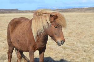 bellissimo cavallo palomino islandese foto