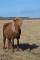 criniera bionda soffiata dal vento su un cavallo di castagno foto