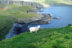 bellissimo paesaggio verdeggiante nell'isola di skye foto