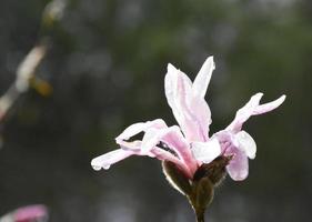 bellissimo fiore di magnolia che fiorisce e fiorisce in primavera foto