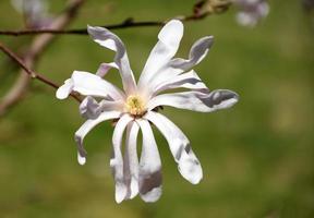 formica che striscia su un fiore di magnolia rosa foto