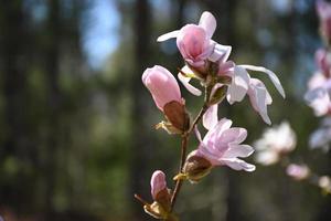 graziose gemme di magnolia rosa pallido fiorite e pronte a fiorire foto