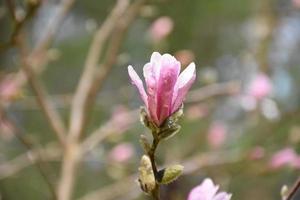 splendido fiore di magnolia rosa con gocce di pioggia sui petali foto