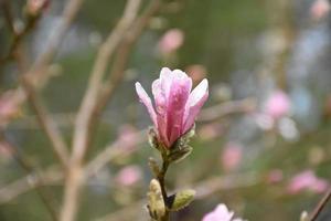 splendida vista ravvicinata di una magnolia rosa in fiore foto