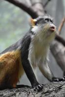 grande scimmia guenon con la bocca parzialmente aperta foto