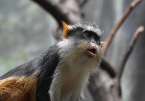 grande sguardo da vicino alla scimmia guenon del lupo foto