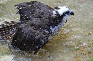 falco pescatore con piume arruffate con spruzzi d'acqua foto