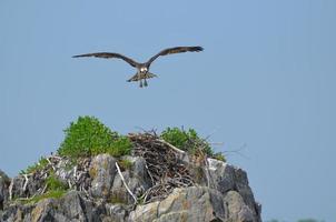 falco pescatore in volo su un nido foto