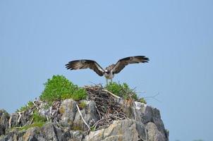 falco pescatore che atterra su un nido foto