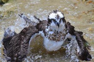 balneazione uccello falco pescatore che sguazza foto