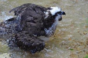 pesce aquila uccello con gocce d'acqua che spruzzano foto