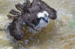 pesce falco uccello che gioca in acque poco profonde foto